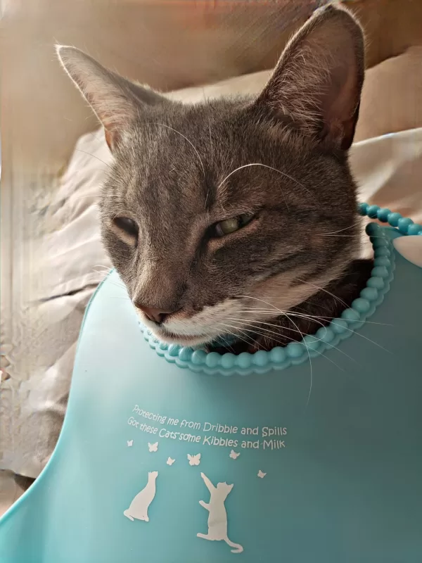 Cat wearing bib. Cat Charity 1 scaled jpg